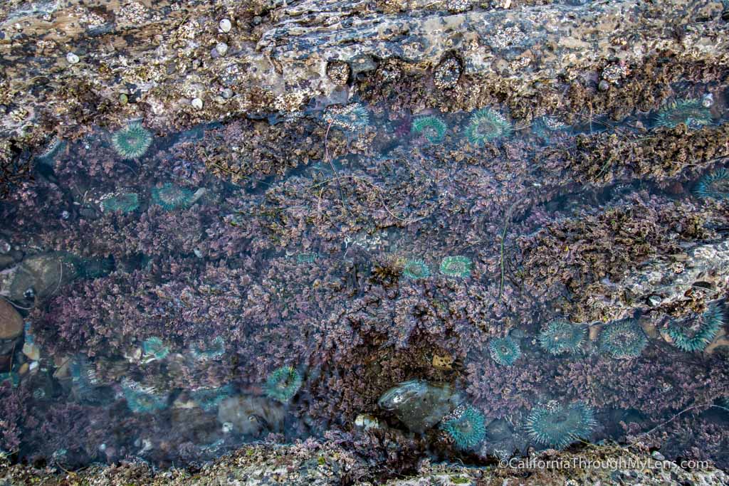 Cabrillo Seashore Tide Swimming swimming pools & San Pedro Sunken Metropolis